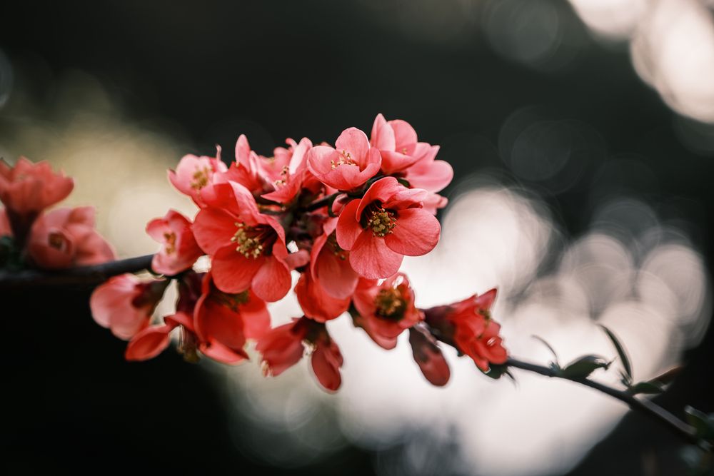 Spring
