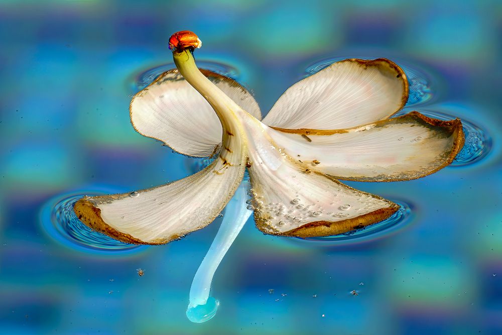 Beetle Voyaging on a Floating Flower