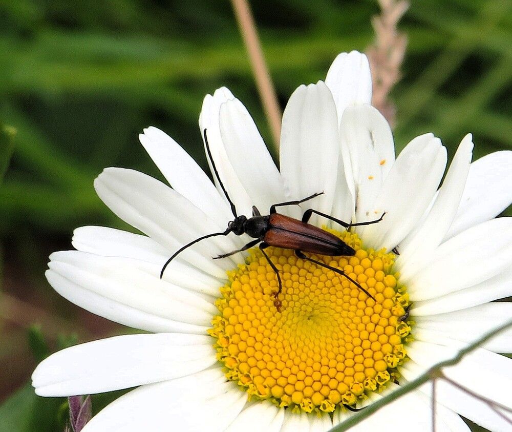 Усач Чернозадая лептура