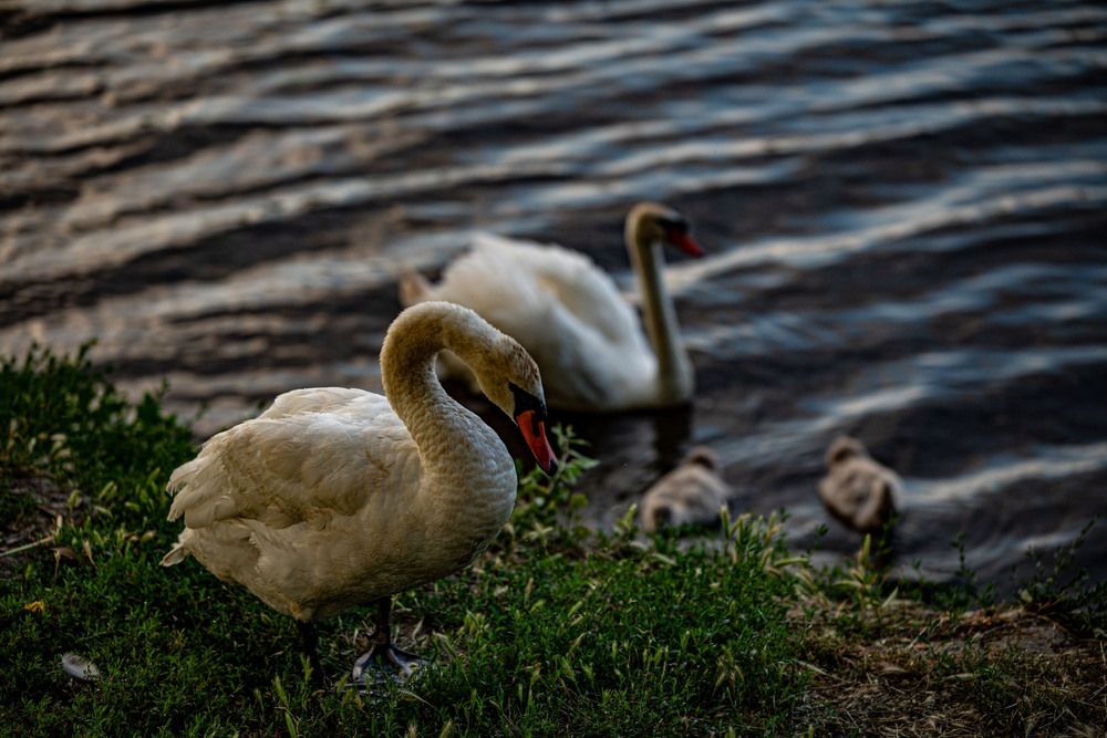 Photograph by Крупченко Роман