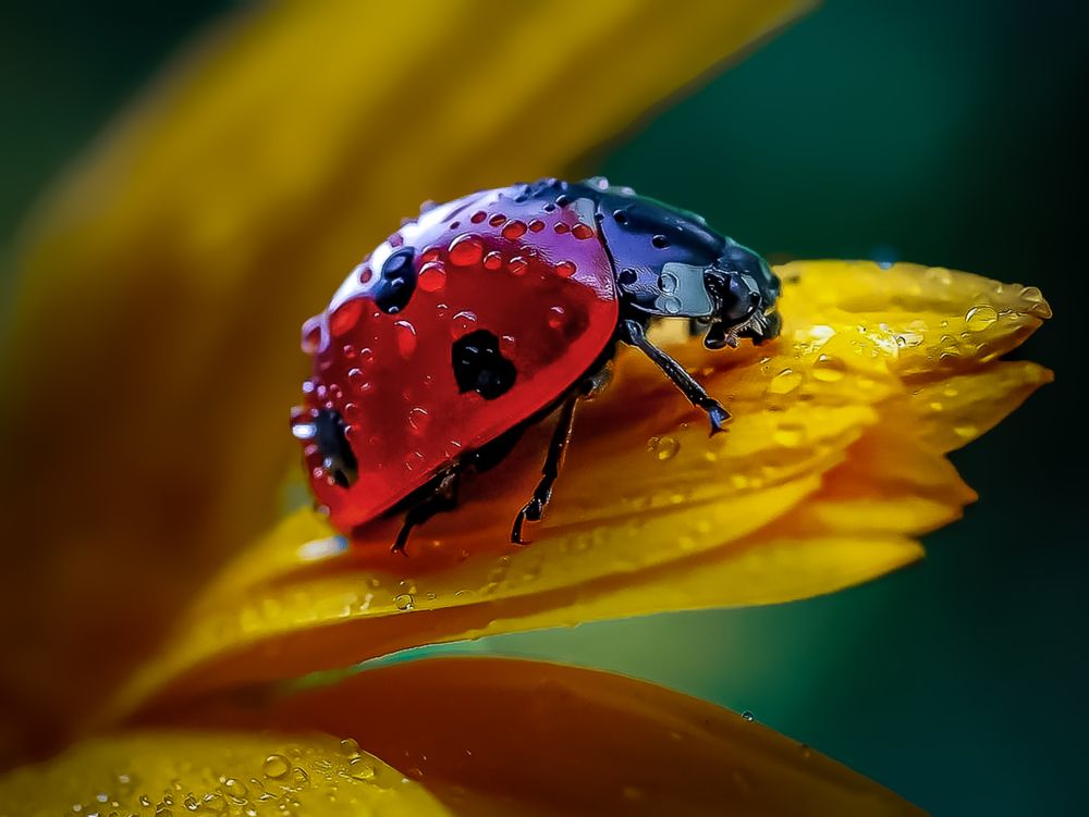 Фотография автора Edi Hidayat