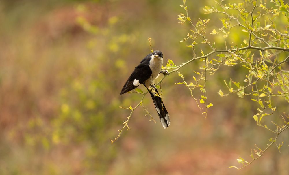 Photograph by MAYANK VERMA