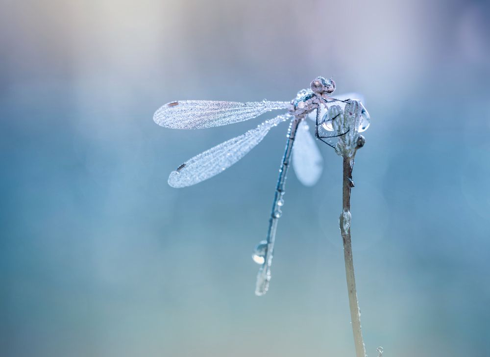 Photograph by Lapshina Vladlena