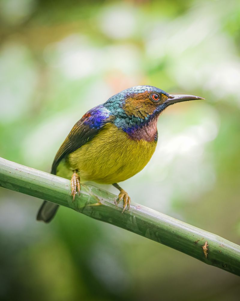Brown-throated Sunbird