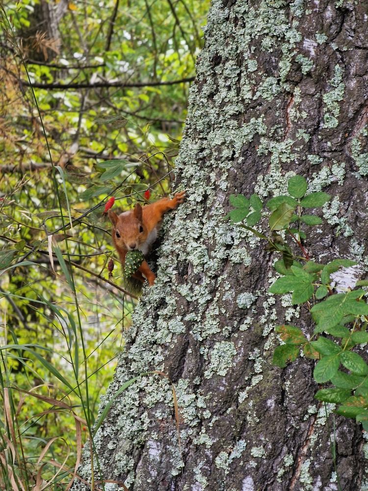 Photograph by Алексей Ворочев