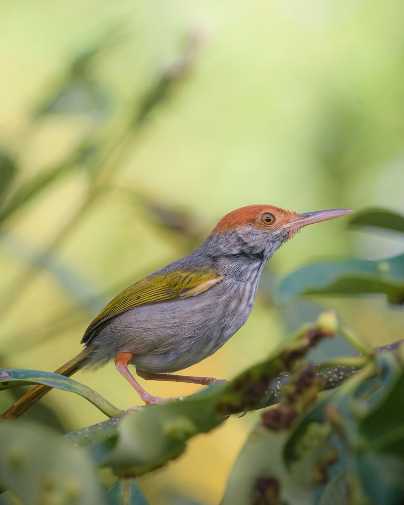 Gray-backed Tailorbird