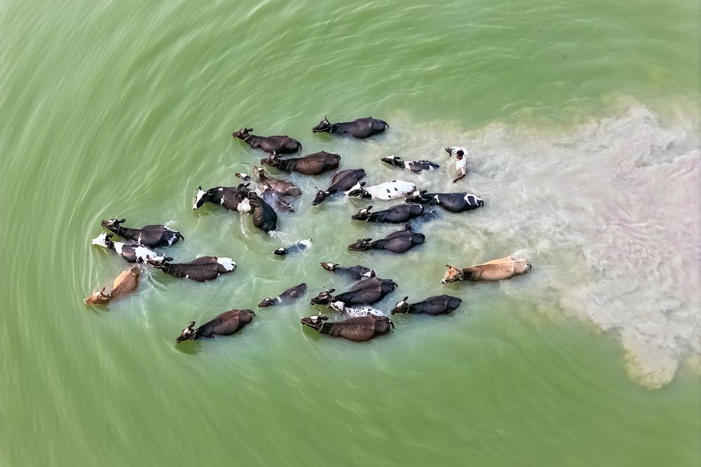 SURVIVAL OF THE FITTEST