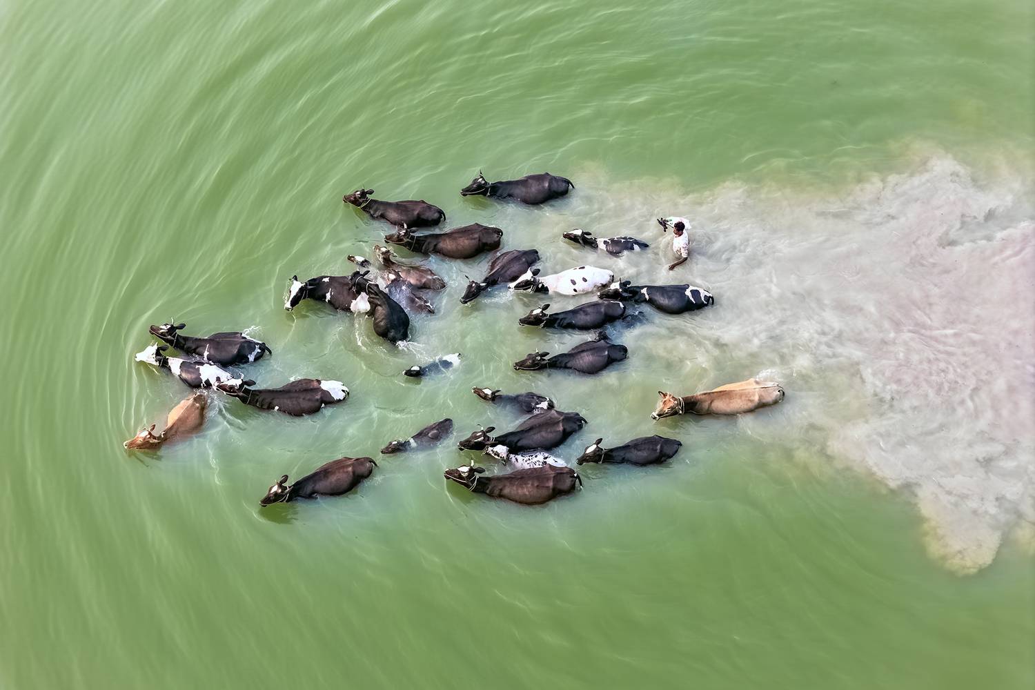 SURVIVAL OF THE FITTEST