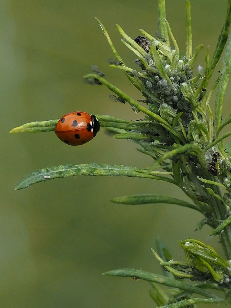 Photograph by Елена Синицына