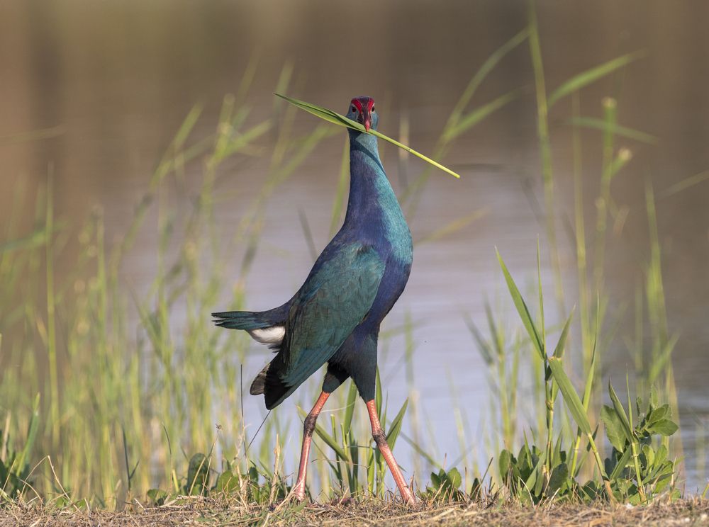 Photograph by ishor gurung