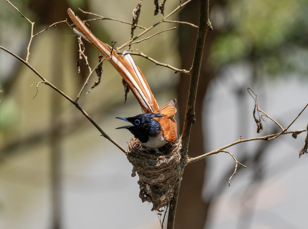 Photograph by ishor gurung