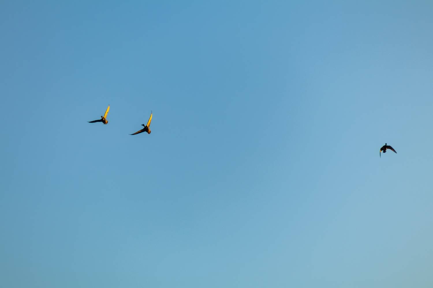 Фотография #13227354