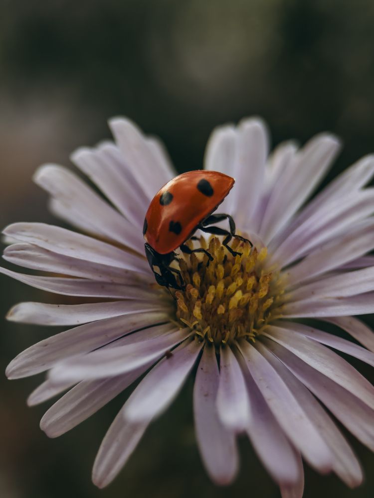 Photograph by Екатерина Щербинина