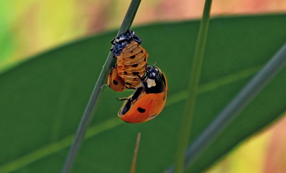 Photograph by Юлия Иванова
