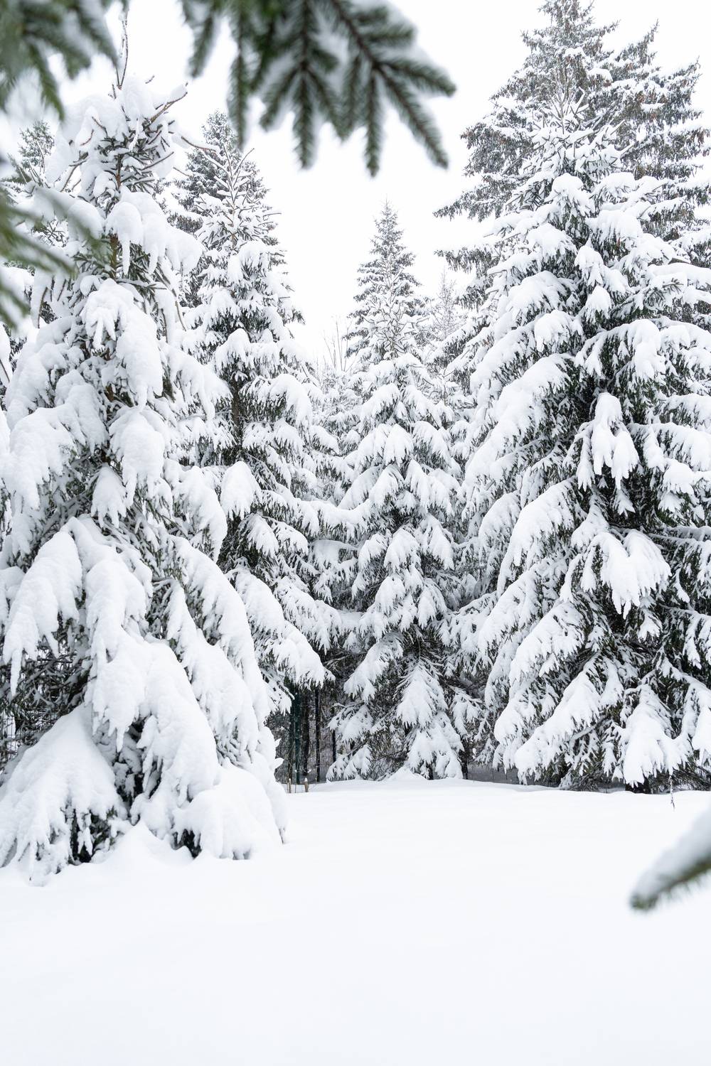 Фотография #13227612