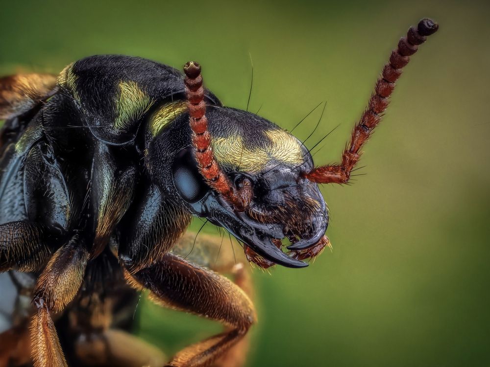 Стафилин великолепный