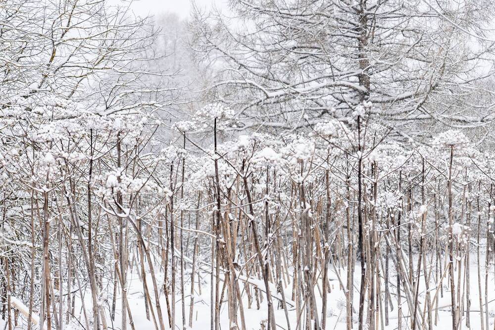 Photograph by Наталья Жигелис