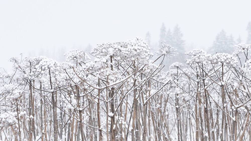 Photograph by Наталья Жигелис