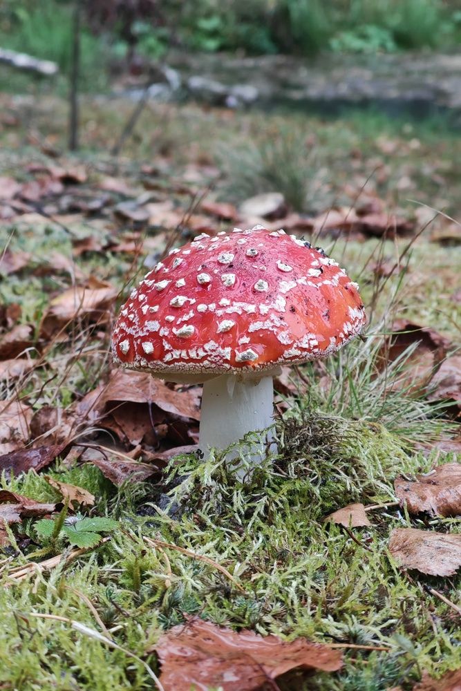 Photo #13227645
