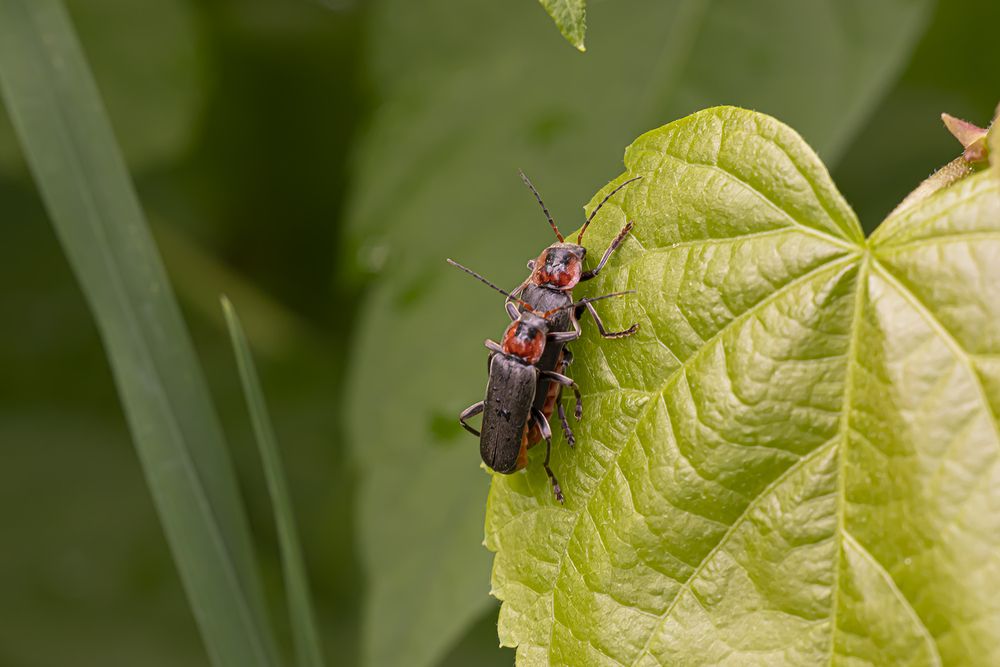 Photograph by Бурикова Екатерина