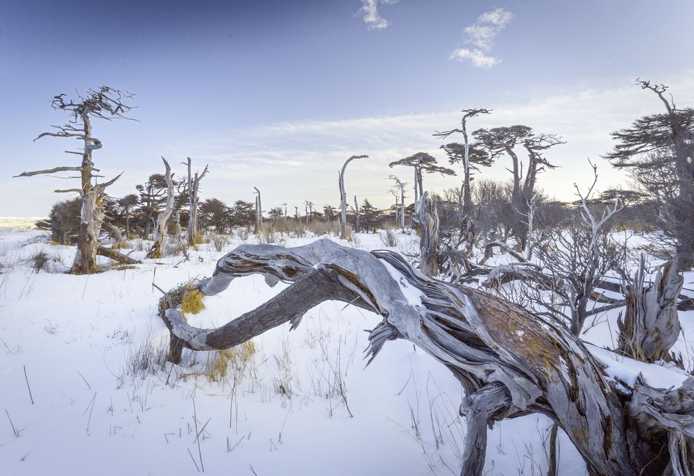 Таинственный лес на Итурупе