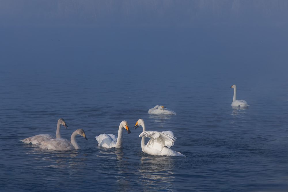 Photograph by Елена Овчинникова