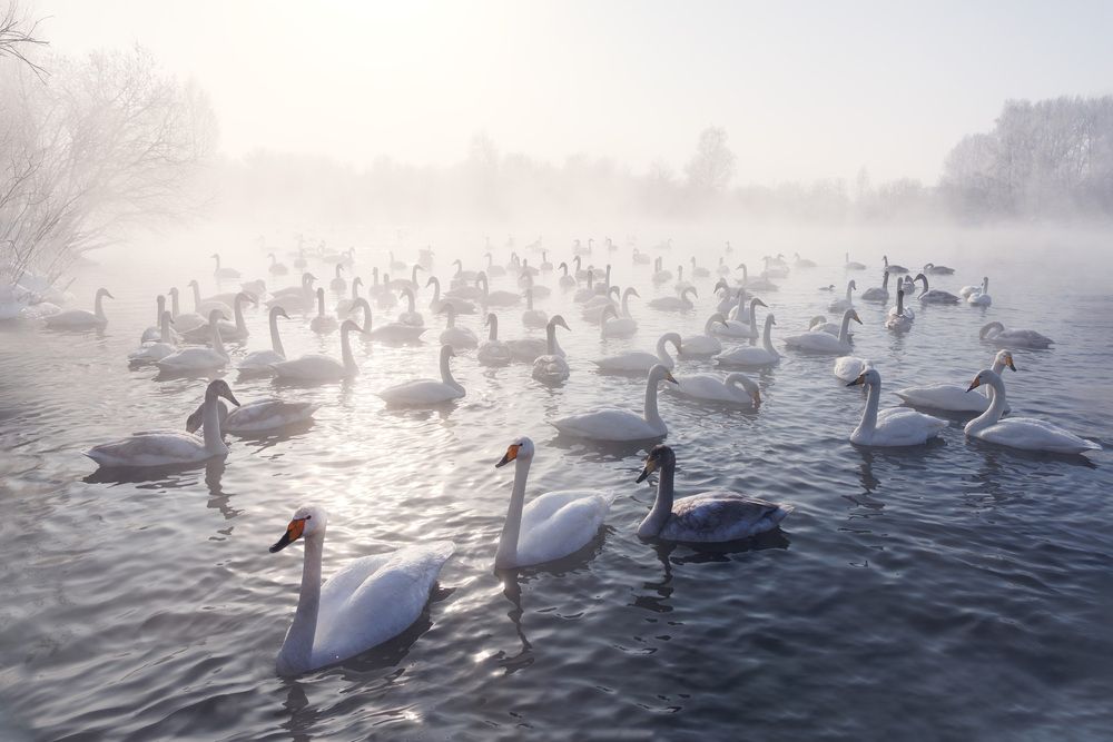 Photograph by Елена Овчинникова