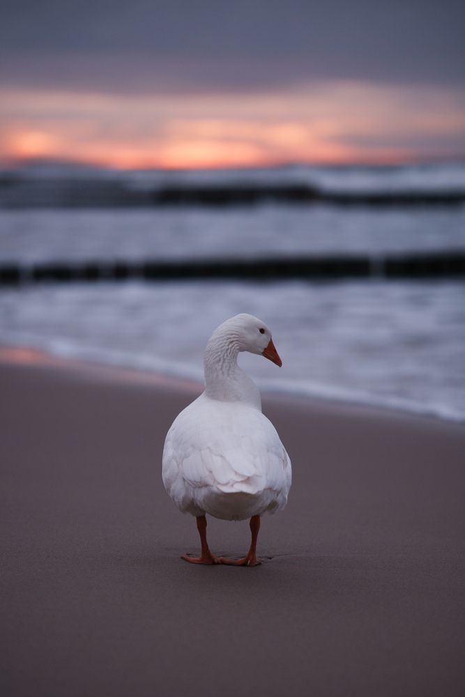 Photograph by Анастасия Пьянкова