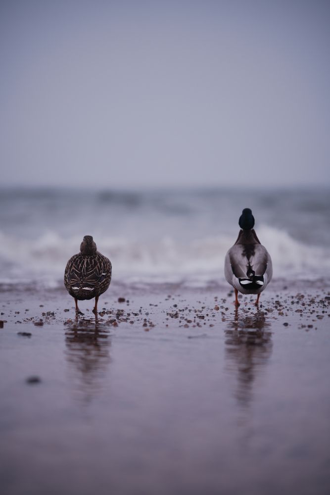 Photograph by Анастасия Пьянкова