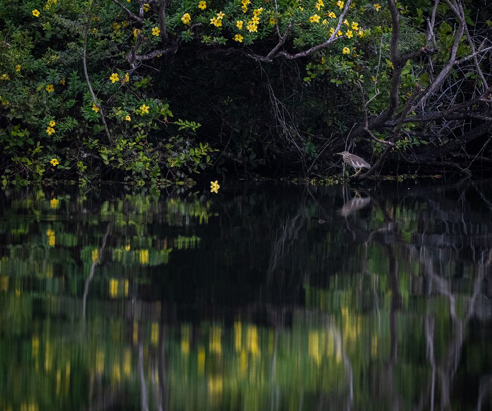 Фотография автора Laddu Sasindu Pramuditha De Silva
