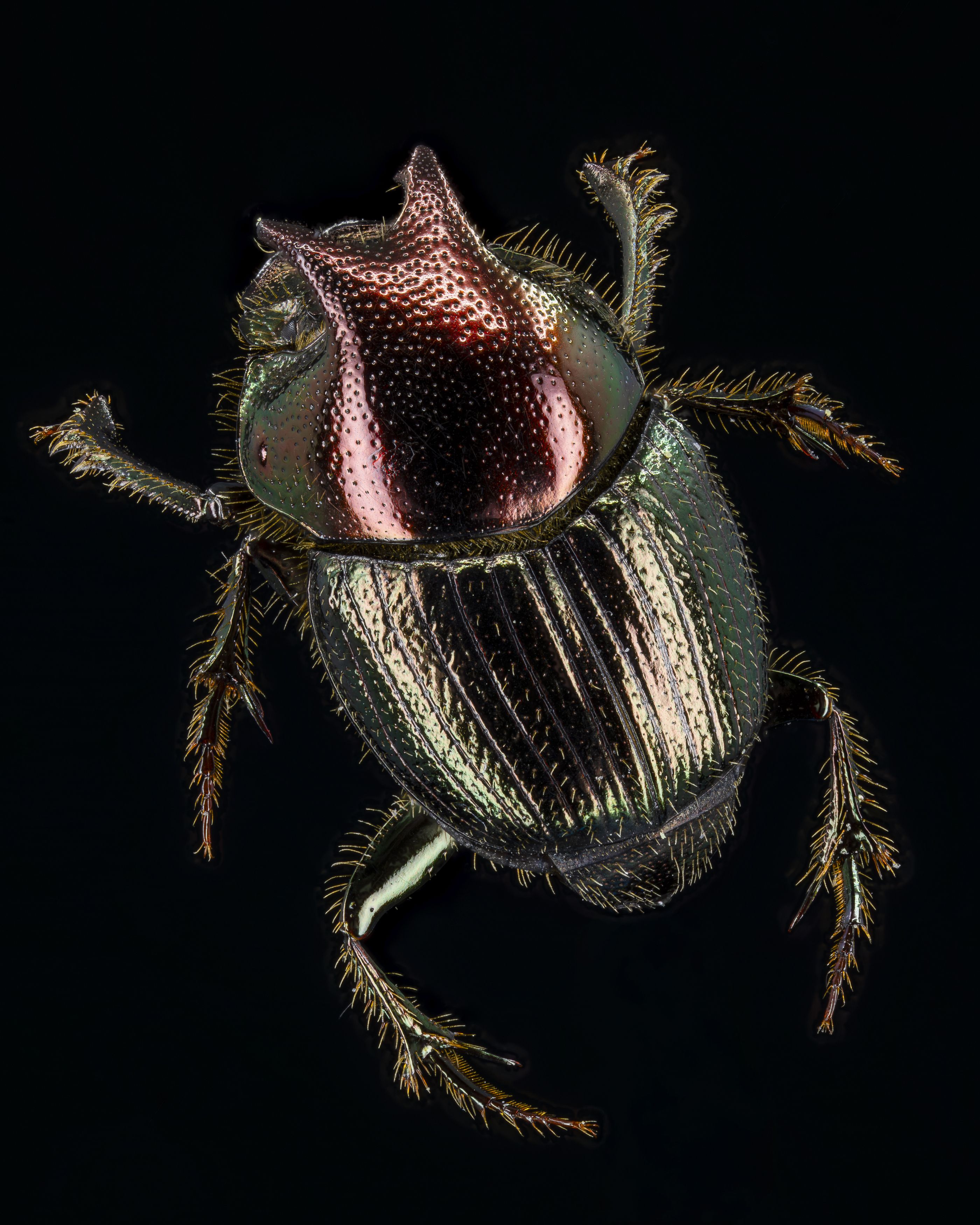 Green-Bronze Dung Beetle