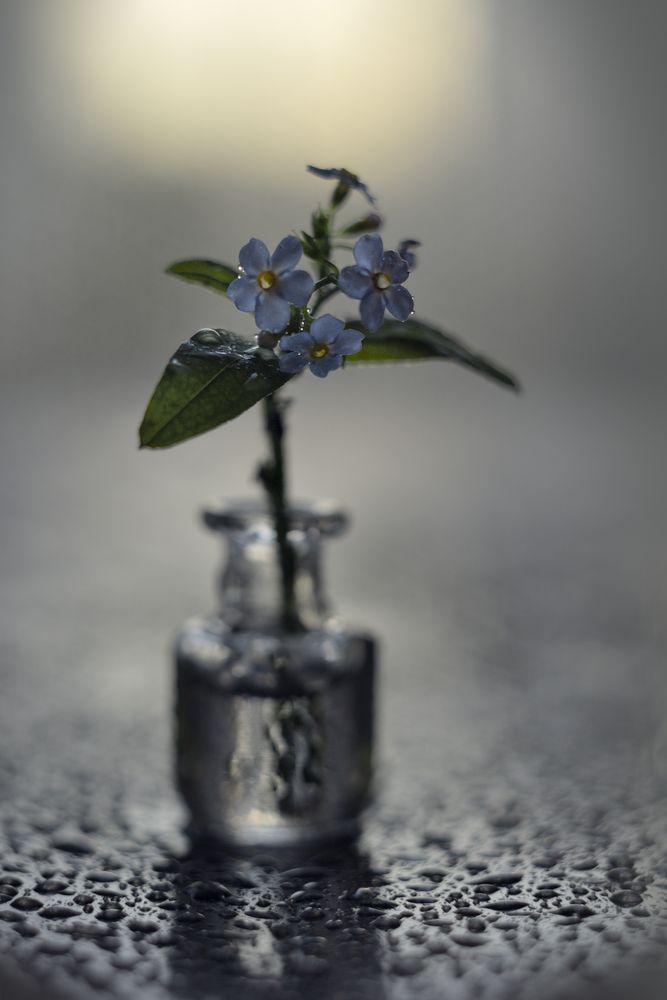 Photograph by Наталья Комиссарова