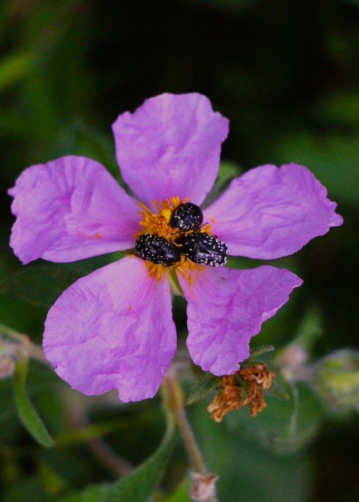 Photograph by Людмила Бутова