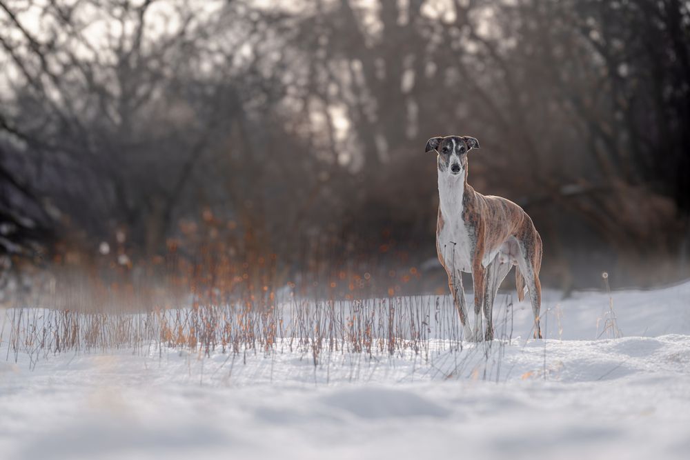 Photograph by Nataliia K.M.