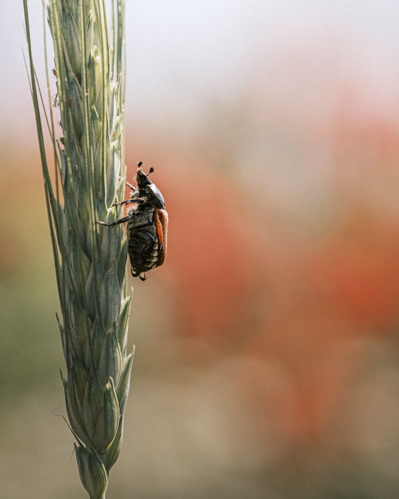 Photograph by Veronika Biró