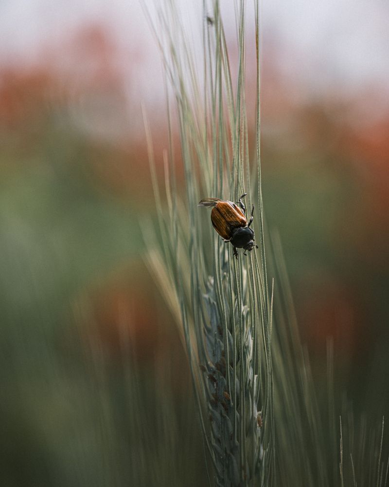 Photograph by Veronika Biró