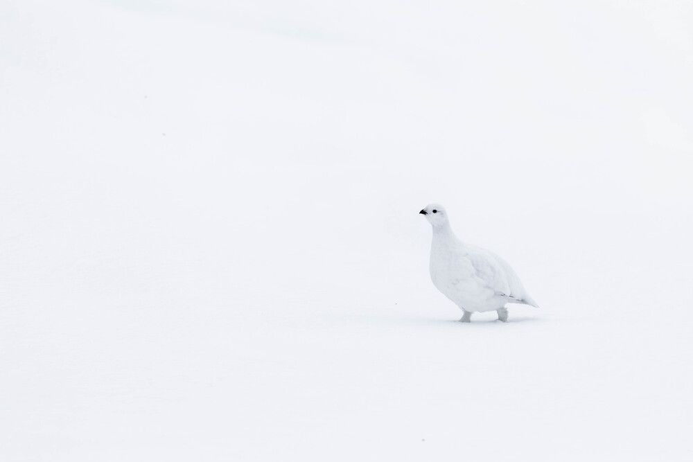 Photograph by George Alexandru Ghiuro