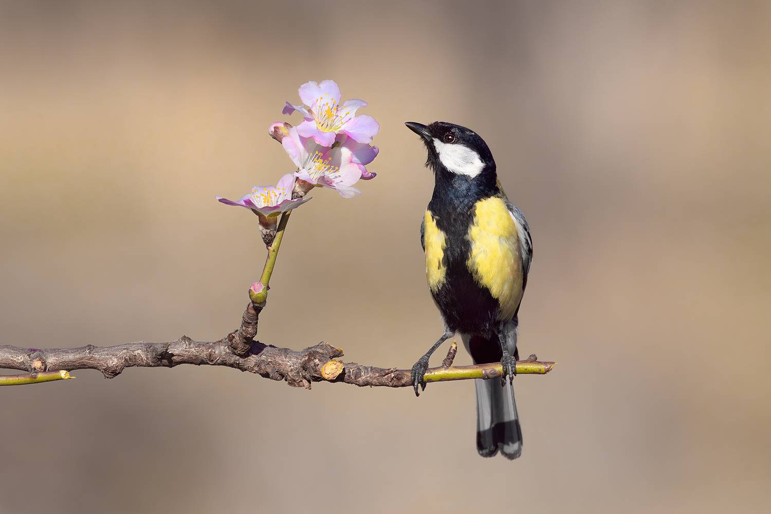 Lovely Spring