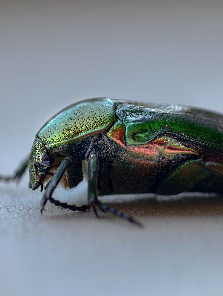 Photograph by Konstantin Martynov