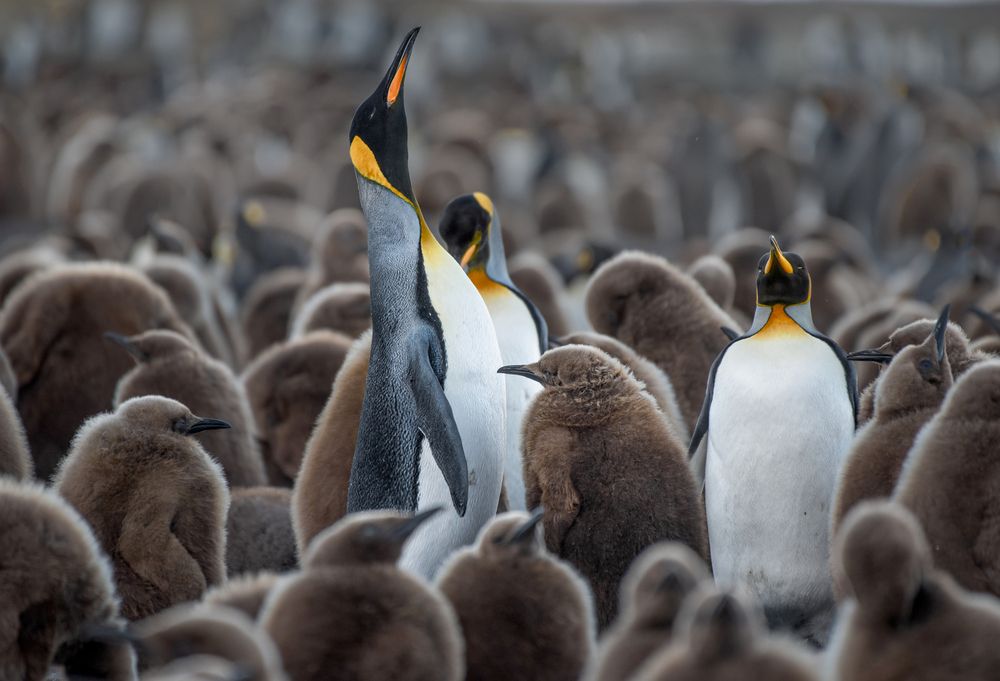 Adult Kings found their babies