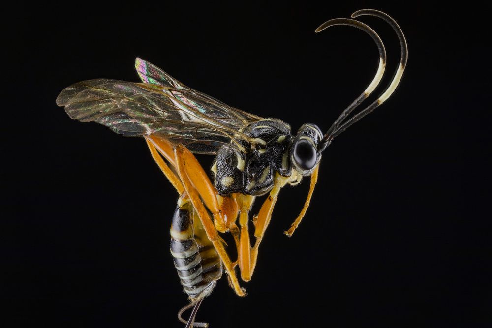 Ichneumonid Wasp