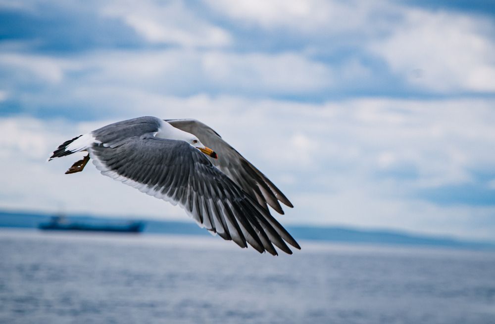 Photograph by ARTEM AFANACEV