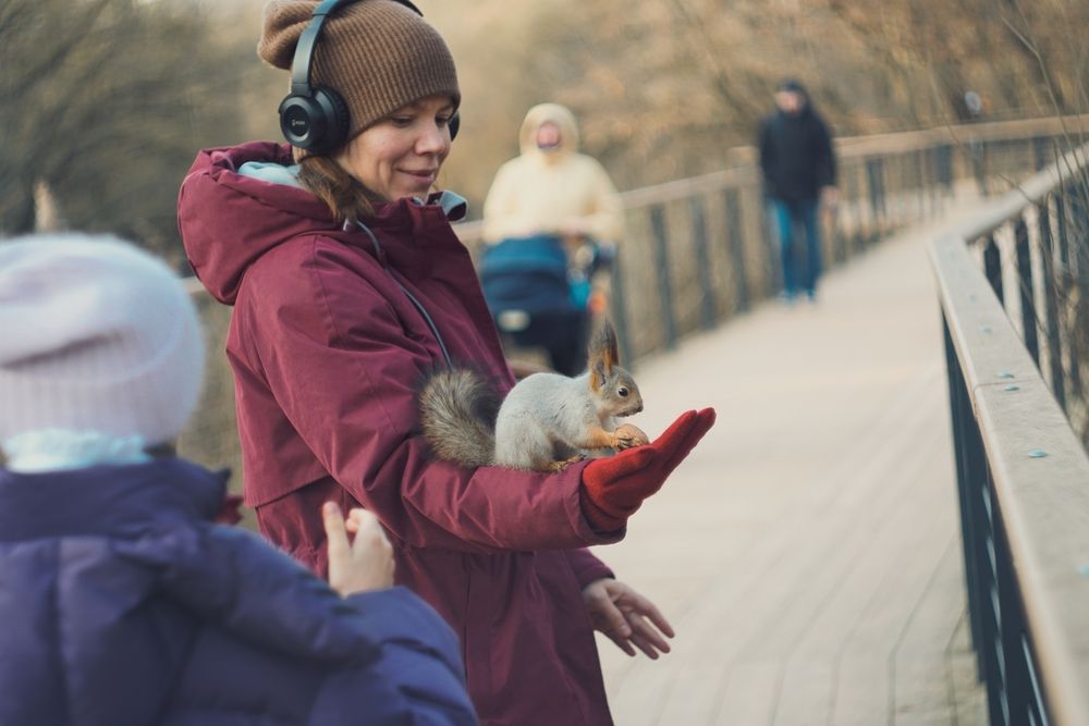 Squirrel in Sviblovo Park