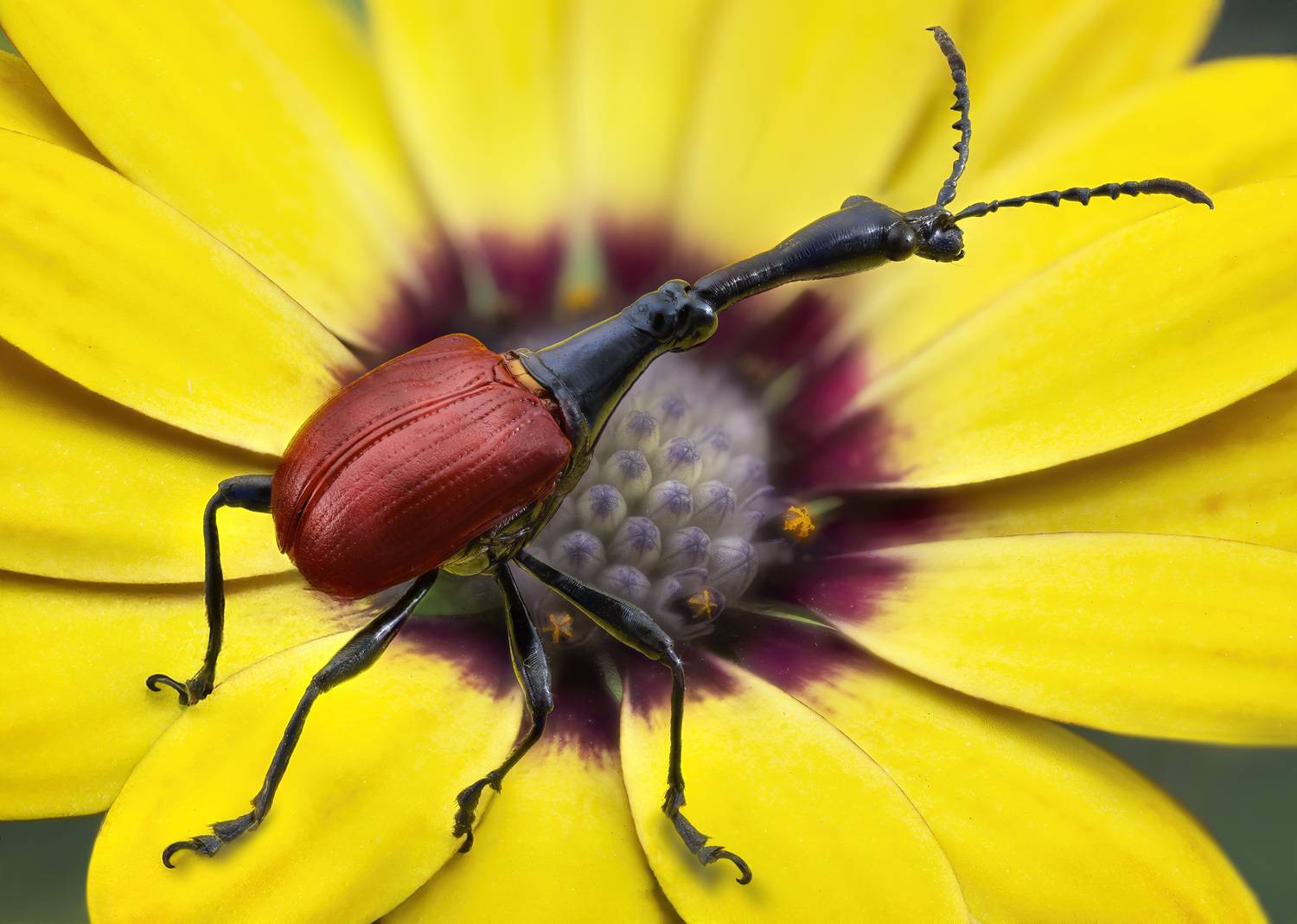 Trachelophorus giraffa