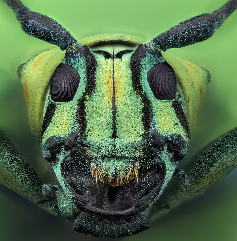 Sternotomis callais