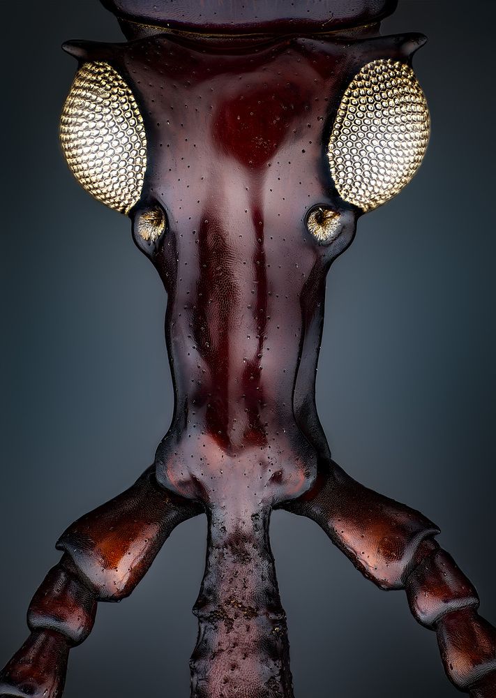 Ectocnemus decimmaculatus
