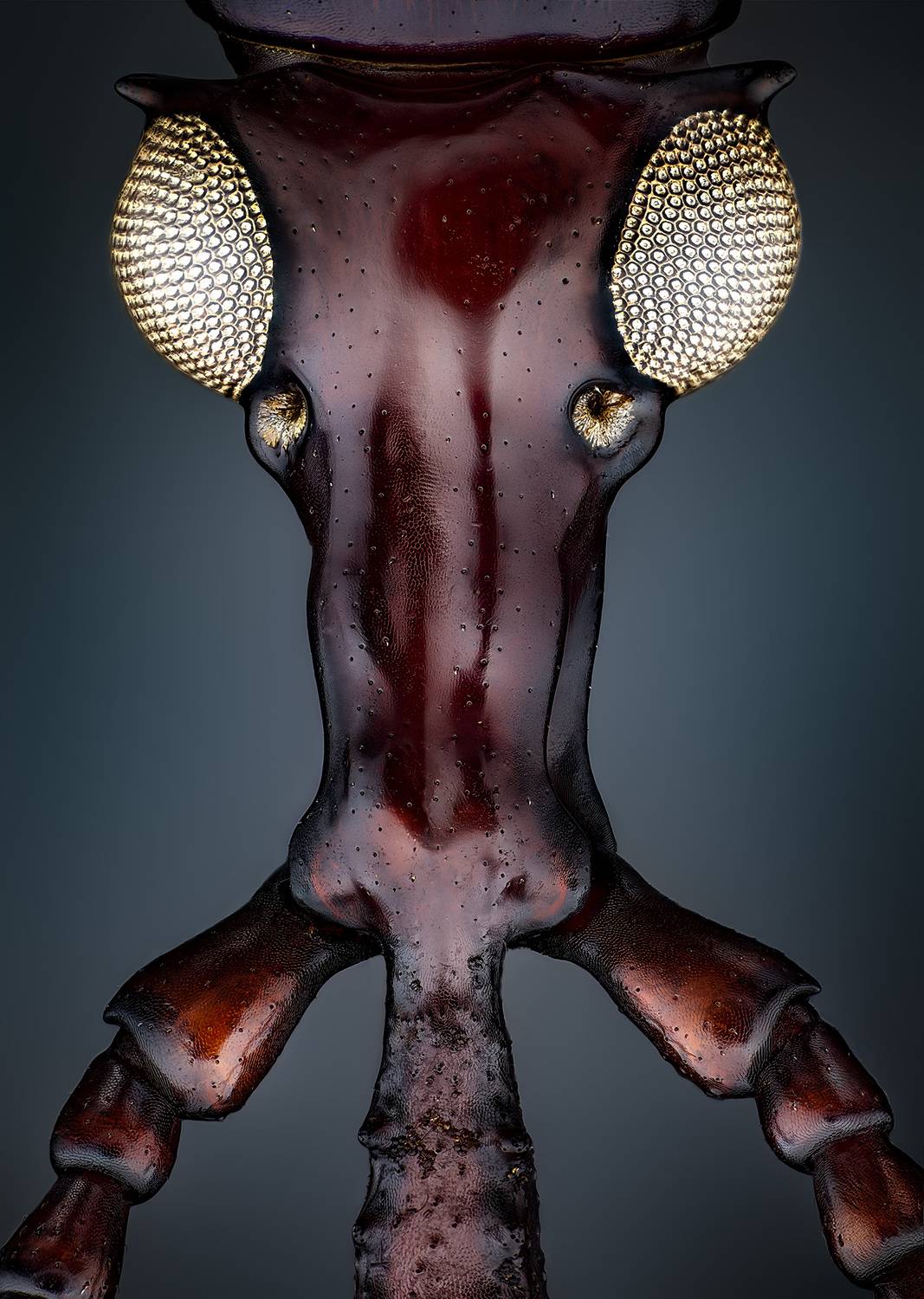 Ectocnemus decimmaculatus Ectocnemus decimmaculatus