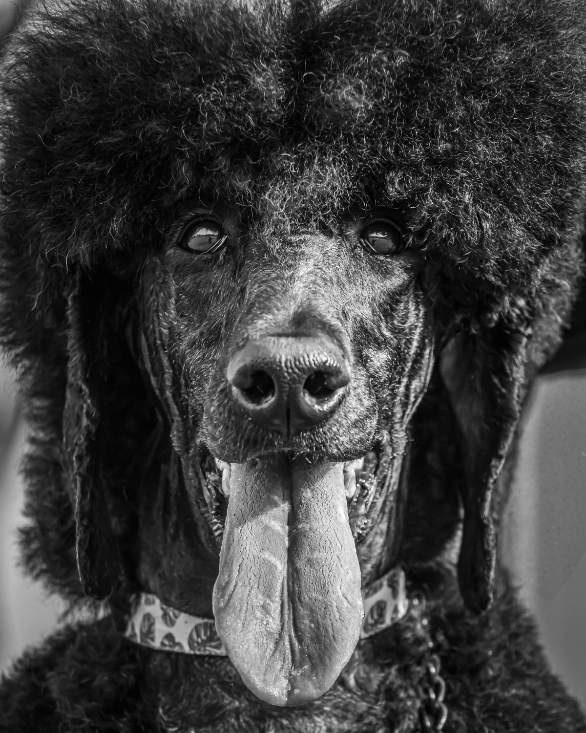 Photo #13229097