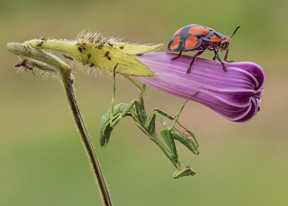 Photograph by Mario Fiorucci