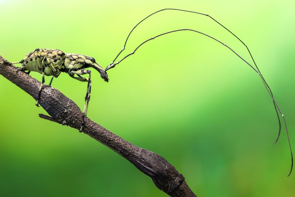 Photograph by Tran The Ngoc